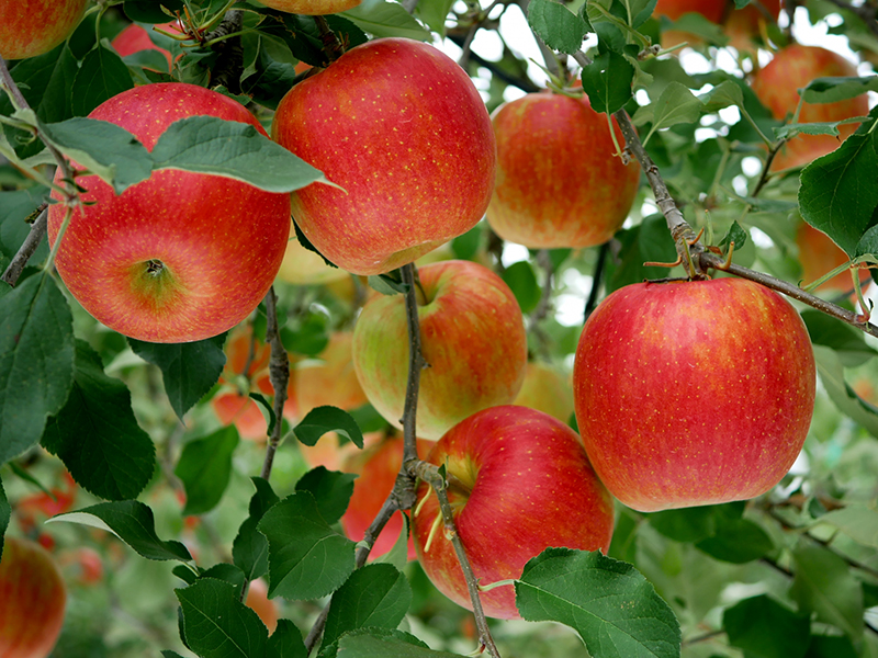 りんごイメージ